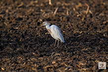 Western Cattle-Egret 11