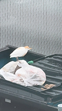 Western Cattle-Egret 12