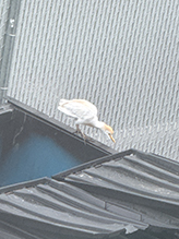 Western Cattle-Egret 13