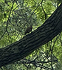 Northern Flicker