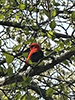 Scarlet Tanager