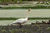 Trumpeter Swan