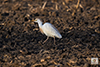 Western Cattle-Egret