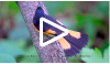 American Redstart