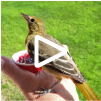 Baltimore Oriole