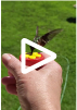 Ruby-throated Hummingbird