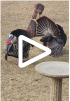 Wild Turkey