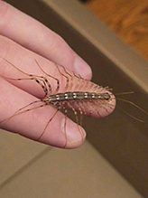 house centipede - Featured photo