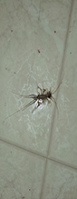 Click to enlarge house centipede 02