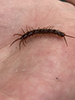 brown centipede