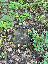 Aborted Entoloma 10