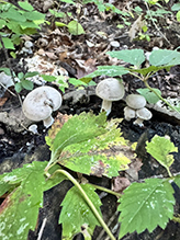 Aborted Entoloma 11