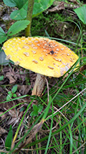 American Yellow Fly Agaric 75