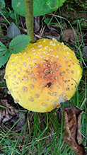 American Yellow Fly Agaric 76