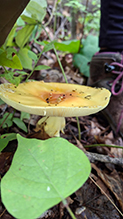 American Yellow Fly Agaric 77
