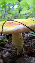 American Yellow Fly Agaric 78