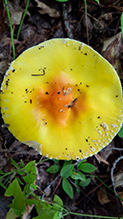 American Yellow Fly Agaric 79