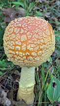 American Yellow Fly Agaric - Featured photo