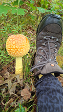 American Yellow Fly Agaric 81
