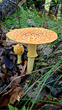 American Yellow Fly Agaric 83