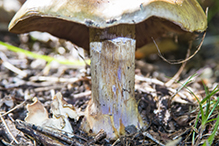 Atkinson’s Fungus