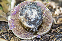 Atkinson’s Fungus