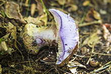 Atkinson’s Fungus