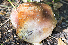 Atkinson’s Fungus