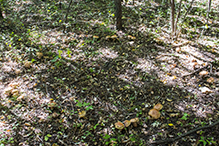 Atkinson’s Fungus