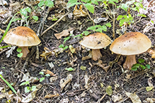 Atkinson’s Fungus