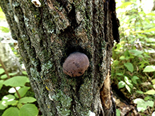Carbon Balls 01