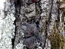 Carbon Balls 03