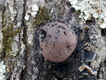 Carbon Balls 06