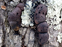 Carbon Balls 08