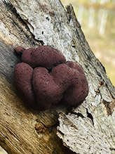 Carbon Balls 10