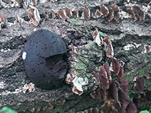 Carbon Balls 11