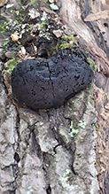 Carbon Balls 14