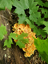 Chicken of the Woods 52