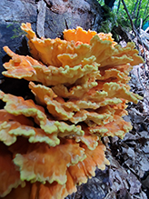 Chicken of the Woods 53
