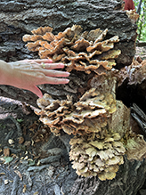 Chicken of the Woods 54