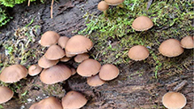 Common Stump Brittlestem - Featured photo