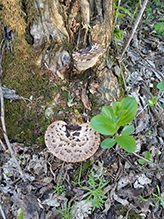 Dryad’s Saddle 22