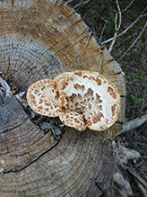 Dryad’s Saddle 23