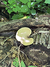 Dryad’s Saddle 24