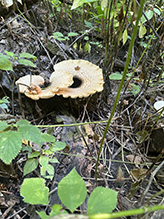 Dryad’s Saddle 25
