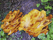 Eastern American Jack-o’-Lantern Mushroom