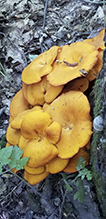 Eastern American Jack-o’-Lantern Mushroom