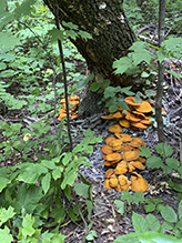 Eastern American Jack-o’-Lantern Mushroom
