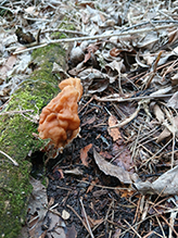 Gabled False Morel 08
