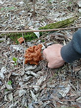 Gabled False Morel 09